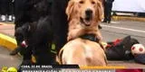 Parada Militar: unidad canina se roba el show previo del desfile