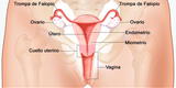 Conoce el aparato reproductor femenino