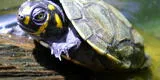 La tortuga taricaya: ¿Qué es y cuáles son sus características? [VIDEO]