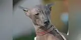 Conoce a tu mascota: El perro peruano