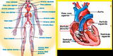 El Corazón: conoce sus partes y funciones en el sistema circulatorio