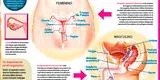 El sistema reproductor: conoce su función y sus principales partes