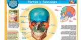 Los huesos de la cabeza: partes y funciones