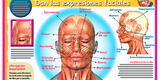 Los músculos del rostro y el cuello dan las expresiones faciales