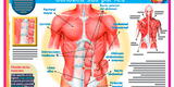 Los músculos del abdomen: conozca sus partes