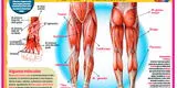 Sistema muscular: aprende todo sobre las partes y funciones de la pierna