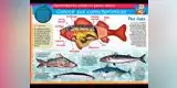 Aprendiendo sobre los peces óseos
