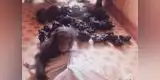 Bebé chimpancé ve con terror la masacre de su familia por traficantes 