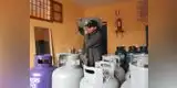 Osinergmin habilita línea telefónica para denunciar locales clandestinos de gas