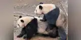 China: ositos panda tienen sexo en Semana Santa