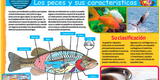 Los peces y sus características