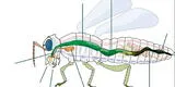 Los animales invertebrados: Los antrópodos