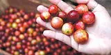 ¿Cuánto de camu camu debo consumir al día?