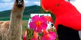Los símbolos patrios del Perú: ave, animal y flor nacional