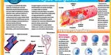 Tejido sanguíneo: conócelo más