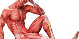Tejidos del Cuerpo Humano: Téjido muscular