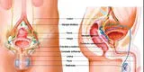 El aparato reproductor masculino: Sus órganos internos