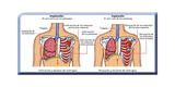 Sistema respiratorio