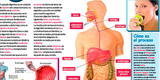 El sistema digestivo del cuerpo humano