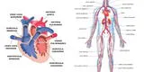 Sistema Circulatorio: conoce todos los detalles del principal aparato del cuerpo humano