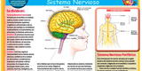 Conoce el Sistema Nervioso Central y Periférico del cuerpo humano
