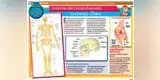 El Sistema Óseo