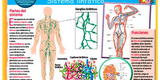 El sistema linfático