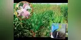 Las plantas: ¿Qué son las plantas?