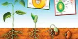 Reproducción sexual de las plantas: Polinización, semilla y fruto