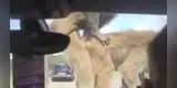 Mira la reacción de una niña al ver a dos monos teniendo sexo (VÍDEO)