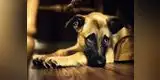 Mascotas: Esto le pasa al perro cuando muere su dueño