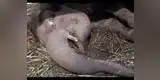 Joven elefante conmueve redes sociales por su agónico llanto antes de morir