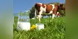 Día Mundial de la Leche: 6 mitos que no sabías sobre su consumo