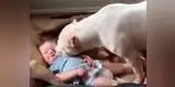 Insólito: clip de bebé rodeado por cuatro pitbulls sorprende al mundo (VIDEO)