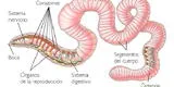 Animales invertebrados: Los anélidos