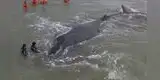 Insólito: ballena encalla y la ayudan a regresar al mar a salvo (FOTOS Y VIDEOS)