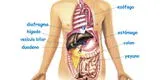 Sistema digestivo: conoce el proceso de la deglución