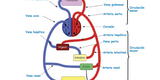 Cuerpo humano: conoce la función del sistema circulatorio
