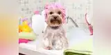 Mascotas: seis errores muy comunes al bañar a tu perro