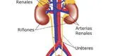 Cuerpo humano: ¿Cuáles son los órganos del sistema urinario?