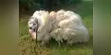 Facebook: Perro con más de 15 kilos de pelo tiene nuevo look  (FOTO)
