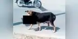 Insólito: Perro lleva en su hocico a un bebé muerto (VIDEO)