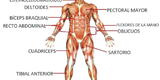 Cuerpo humano: ¿Cuáles son las 5 funciones del sistema muscular?