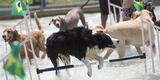 Mascotas: realizan Juegos Olímpicos para perros en Río de Janeiro