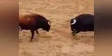 España: Dos toros chocan frente a frente y mueren (VIDEO)