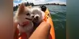 YouTube: Esta es la increíble historia entre un perro ciego y su cachorro guía (VIDEO)