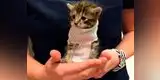 Twitter: gatita sorprende por sobrevivir al huracán Matthew y lucir así (FOTOS)