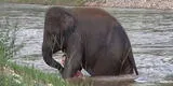 Youtube: elefante rescata a su cuidador de morir ahogado 