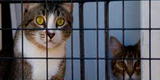 Facebook: regidor de Chincha celebra matanza de gatos y publica imagen 