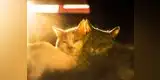 Mascotas: ¿Eres una catlover? No te puedes perder estas tiernas imágenes